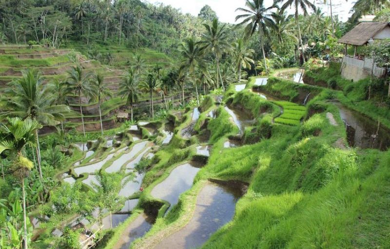 Bali Day Trip Ubud: Exploring the Beauty and Local Wisdom