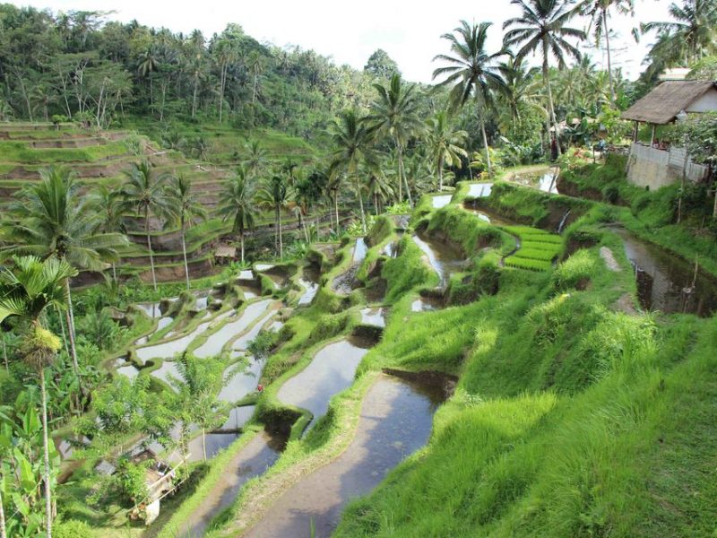 bali day trip ubud