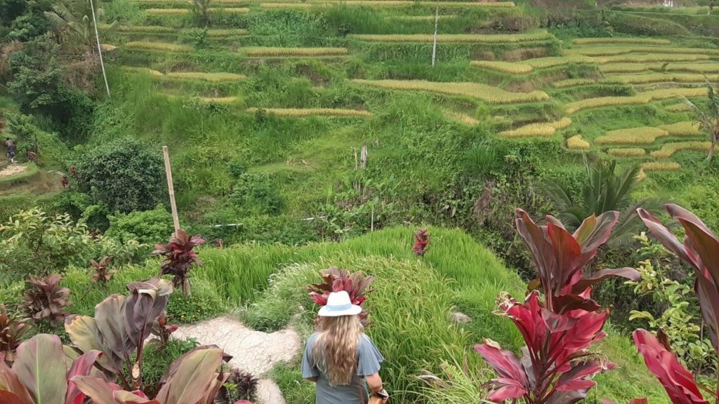 rice terrace tegalalang