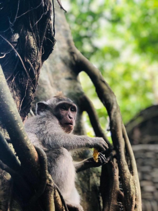 Bali: Best of Bali Jungle Swing with Ubud Sightseeing Tour - Image 7