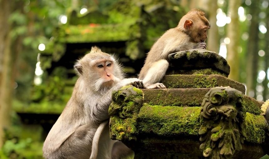 Exploring Ubud Monkey Forest: Nature & Monkey Interaction